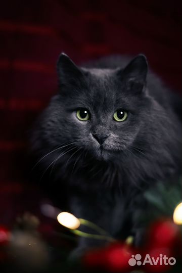 Ищем добрые руки