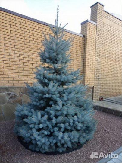 Ели голубые В ассортименте