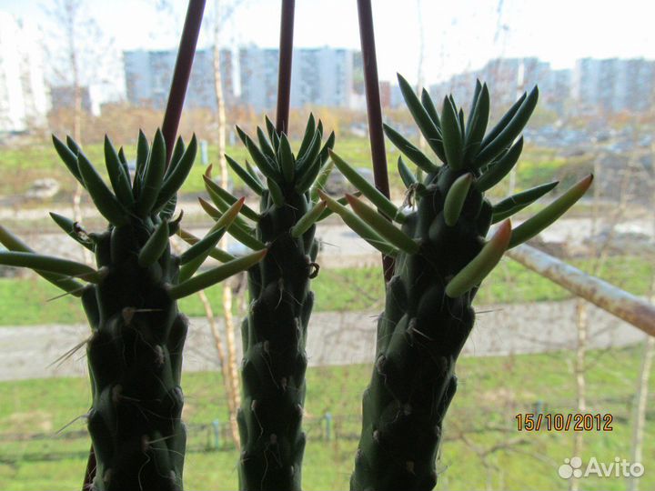 Комнатные растения