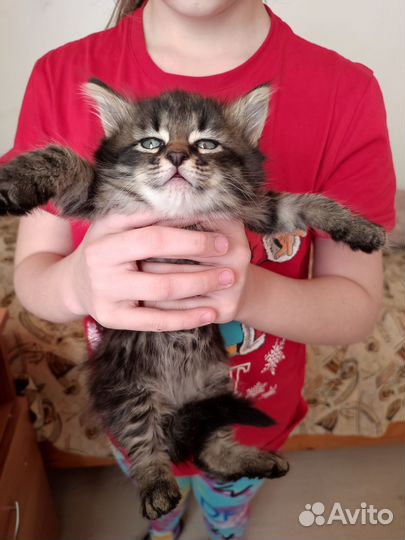 Котята
