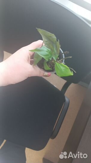 Спатифиллум