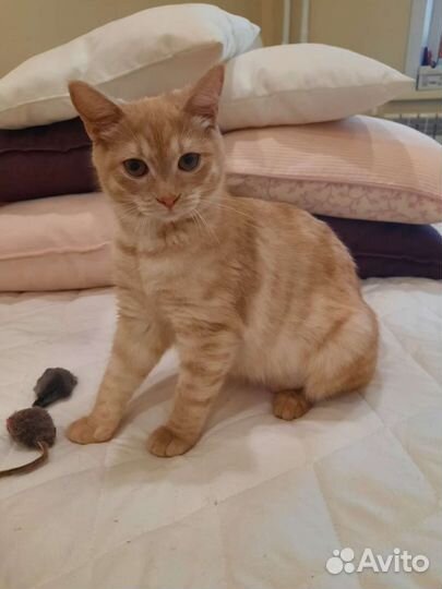 Котенок в добрые руки