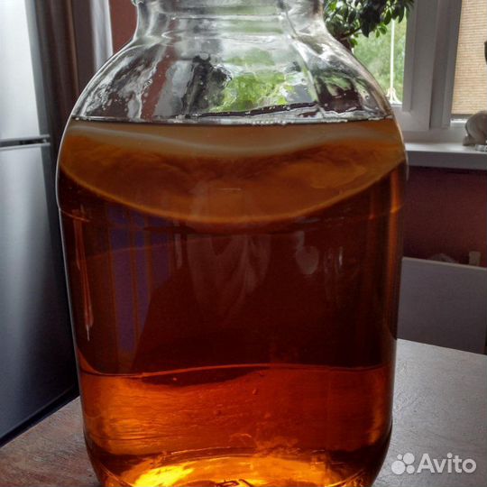 Чайный гриб (комбуча)