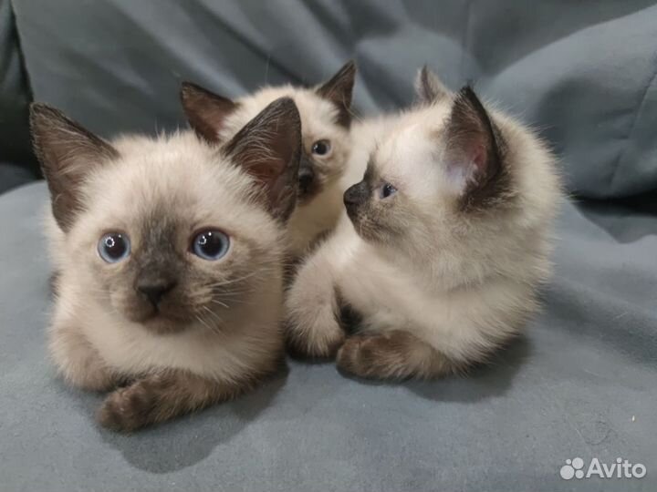 Сиамские котята
