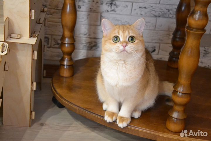 Кошка золотая шиншилла