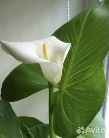 Каллы Эфиопские