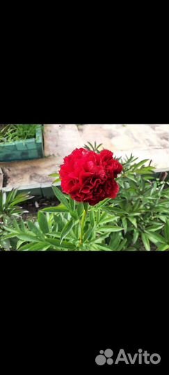 Пионы деленки