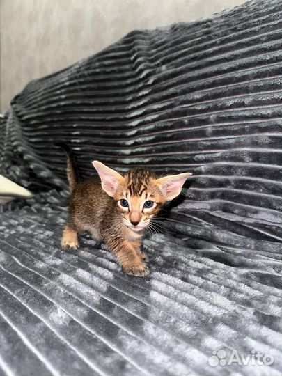 Ориентальные котята