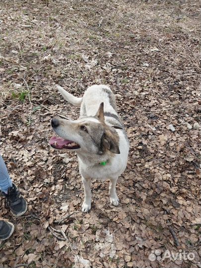 Тельма в поисках дома