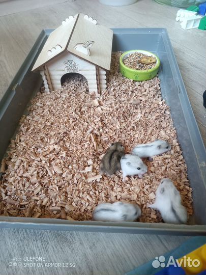 Джунгарский хомяк