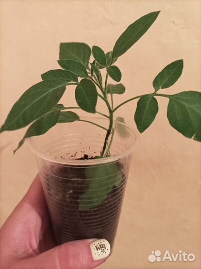 Пепино(дынная груша)