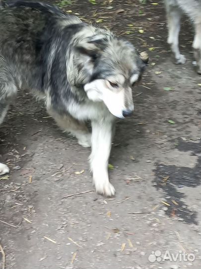 Найдена собака