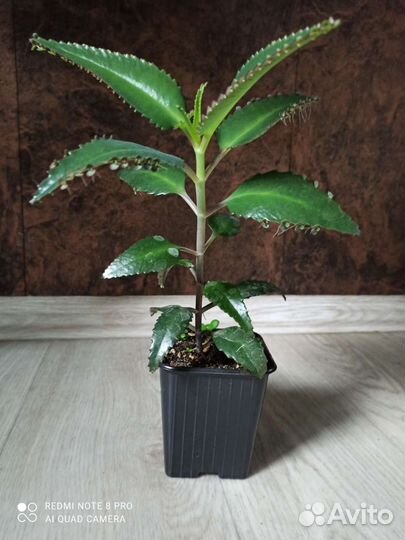 Каланхоэ лечебное