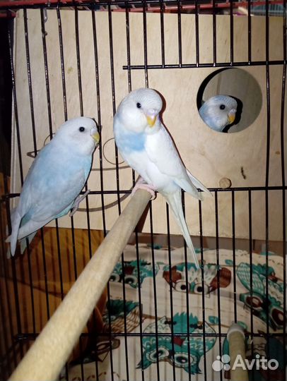 Волнистый попугай