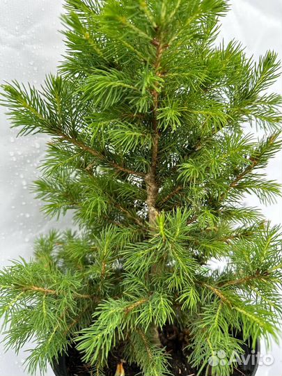 Ель Канадская Коника