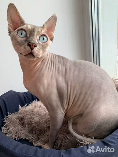 Вязка сфинкс