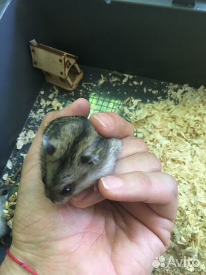 Джунгарский хомяк