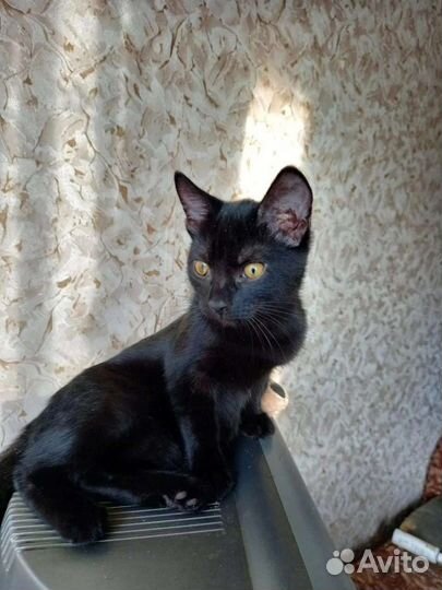 Кошечка Молли