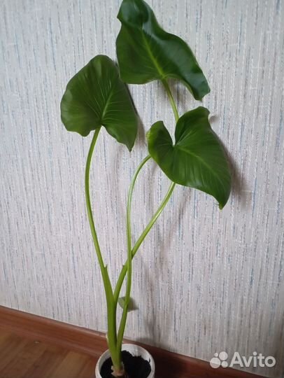 Калла эфиопская