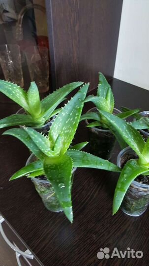 Алоэ широколистный, алое вера