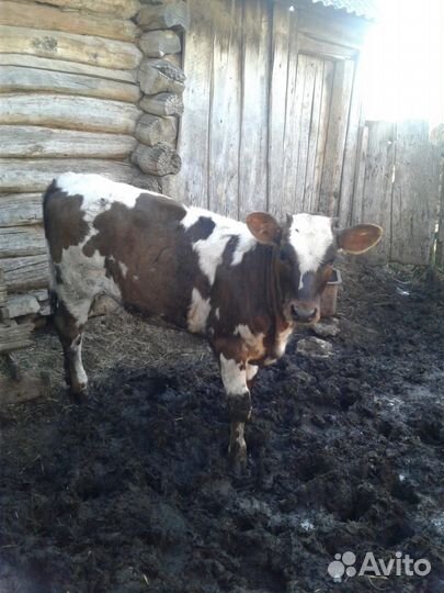 Тёлки 8 и 6 месяцев