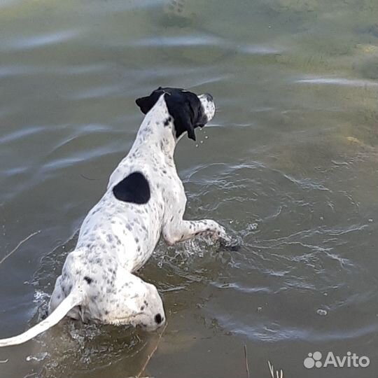 Английский пойнтер
