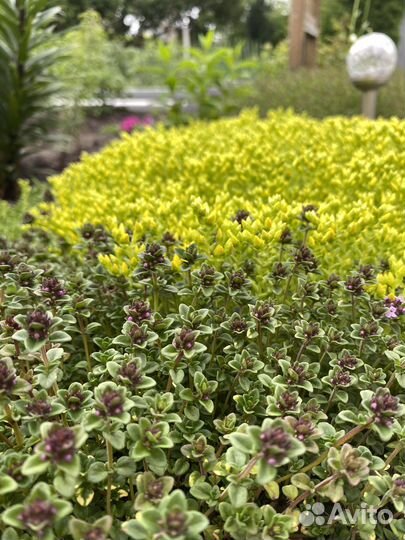 Тимьян ползучий Чабрец ароматный Почвопокровник