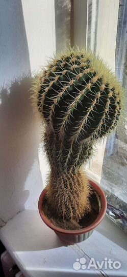 Большой кактус