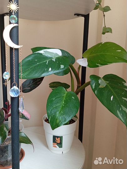 Филодендрон Белая Принцесса