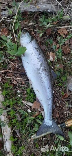 Горбуша премиум