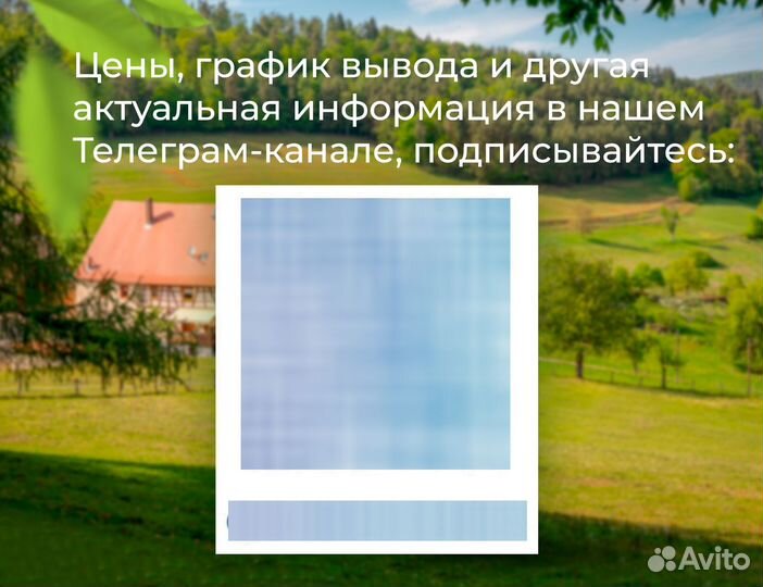 Цыплята цветного бройлера подрощенные