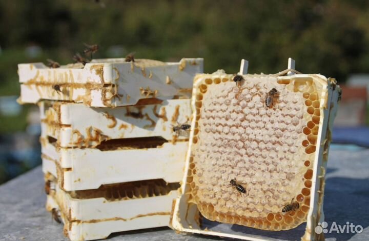 Мед натуральный из Алтая опт