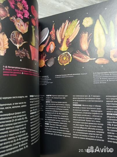 Атлас цветковых растений