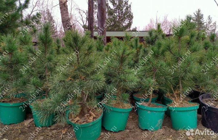 Саженцы кедра от производителя