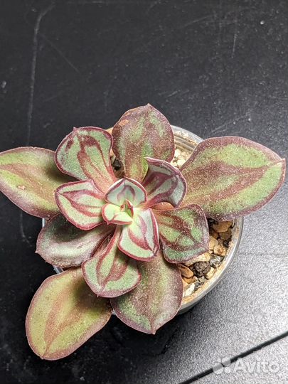 Суккуленты