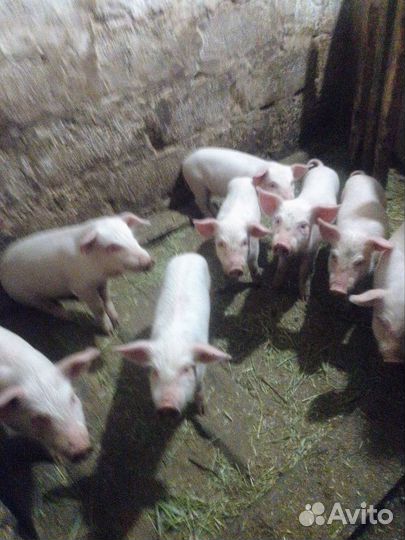 Поросята