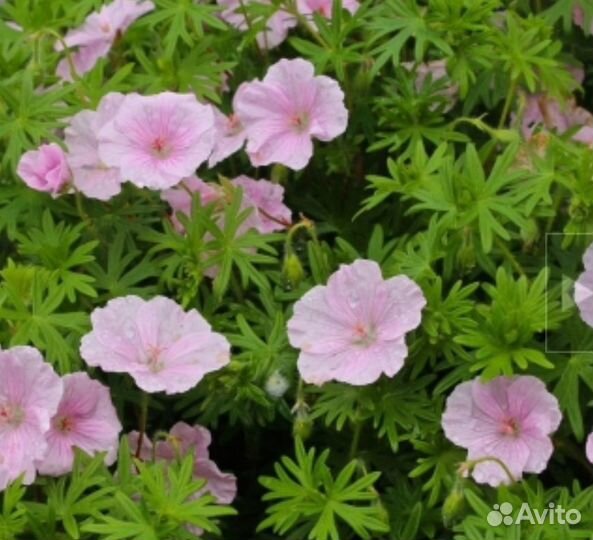 Герань 'Vision Pink'