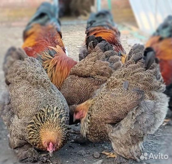 Цыплята брамы куропатчатой