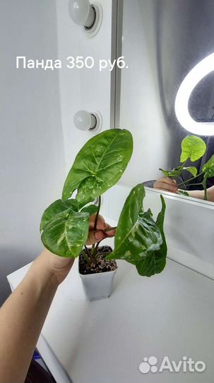 Комнатные растения