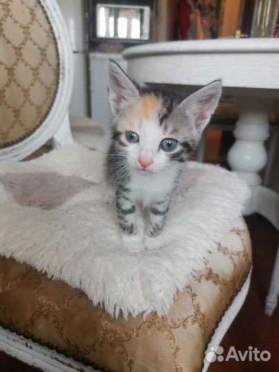 Кошки бесплатно