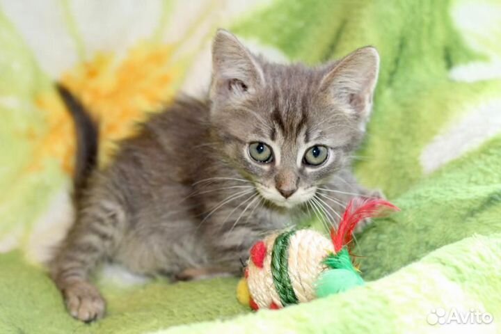 Маленькие игривые котята