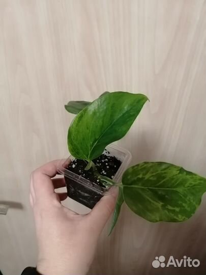 Эпипремнум Марбл Грин