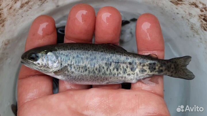 Малёк форели