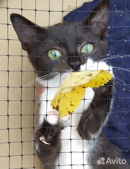 Передержка бездомных кошек