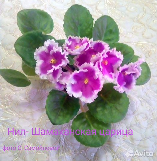 Глоксиния, фиалки