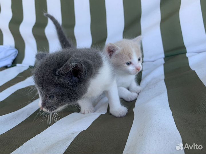 Котенок мальчик бесплатно