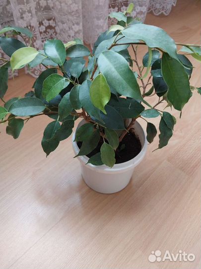 Фикус бенджамина