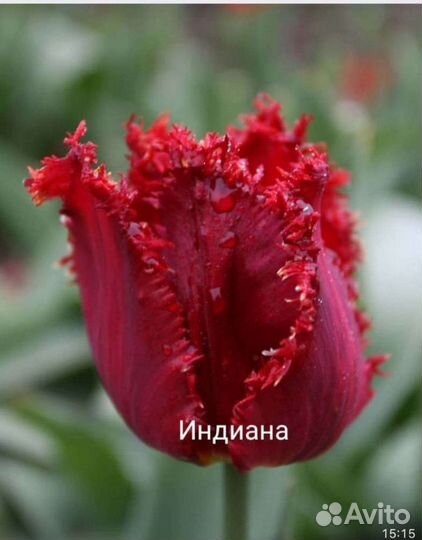 Луковицы тюльпанов