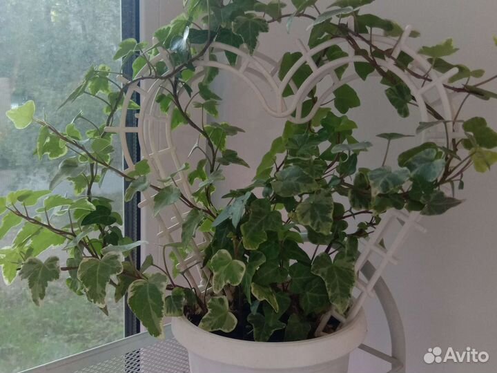 Плющ (хедера)