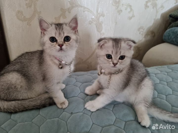 Шотландские котята